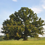 the-white-oak